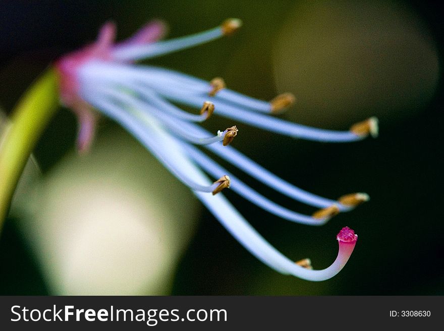 Azalea's stamen after petals fallen