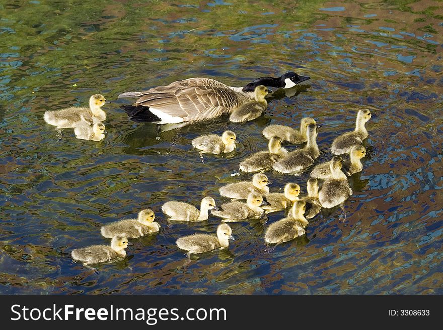 A Canadian goose with a bevy of babies in a pond. A Canadian goose with a bevy of babies in a pond