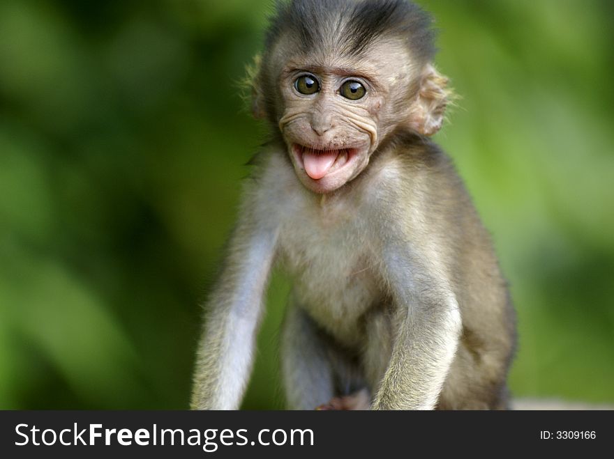 A long tailed macaque baby sticking out its tongue at you in the jungle. background of trees. A long tailed macaque baby sticking out its tongue at you in the jungle. background of trees.