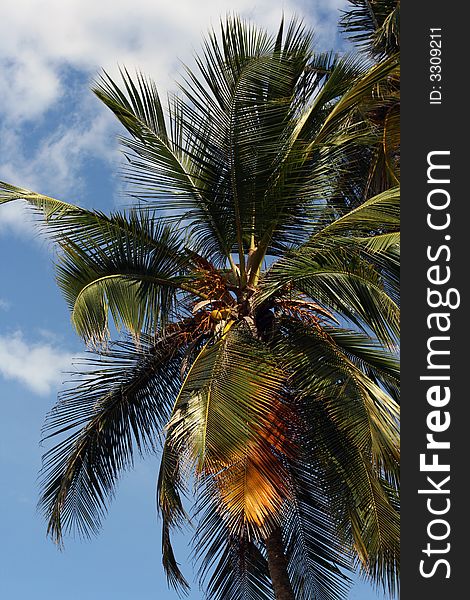 Tropical palm tree and blue sky
