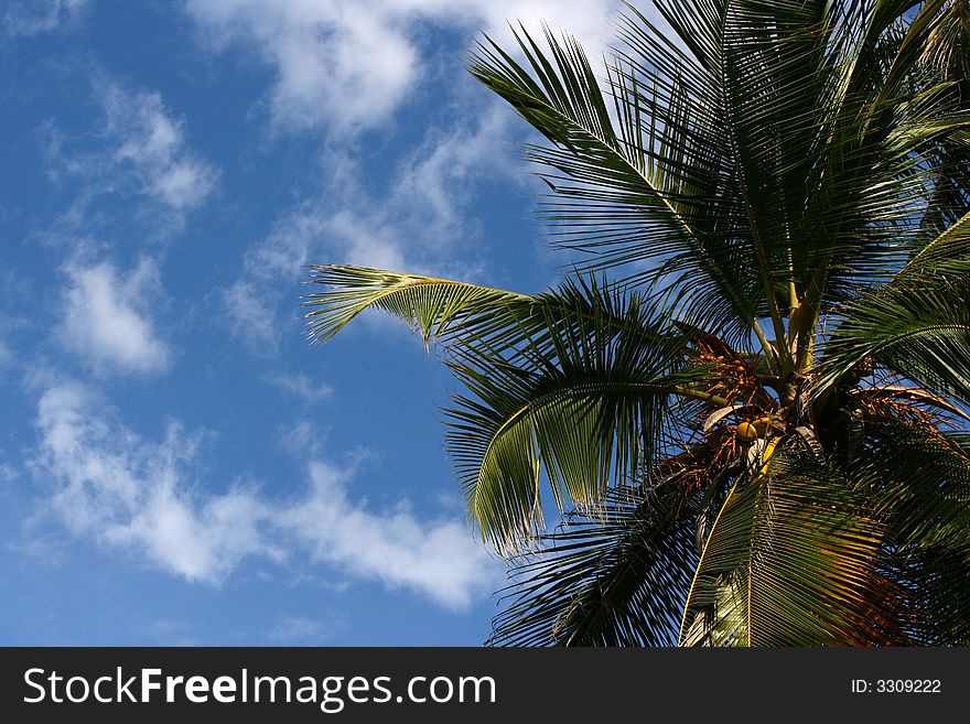 Tropical palm tree and blue sky