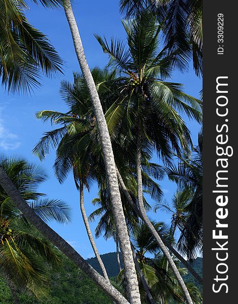 Tropical palm tree and blue sky