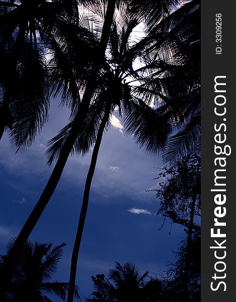 Tropical palm tree and blue sky