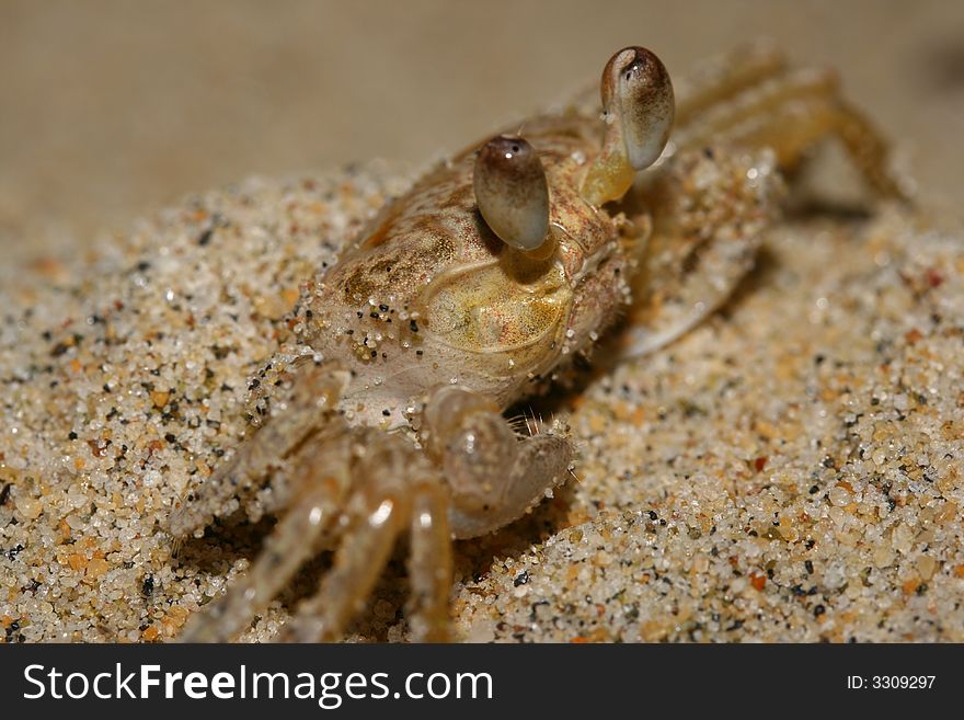 Molluscs crab detail in the beach Sand