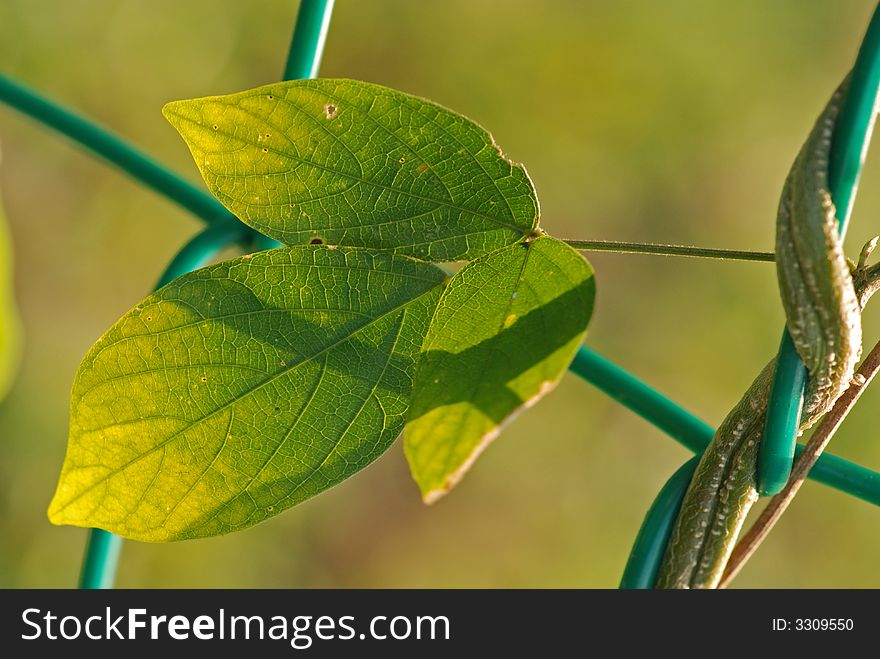 Green leaf and fence at the roadsides