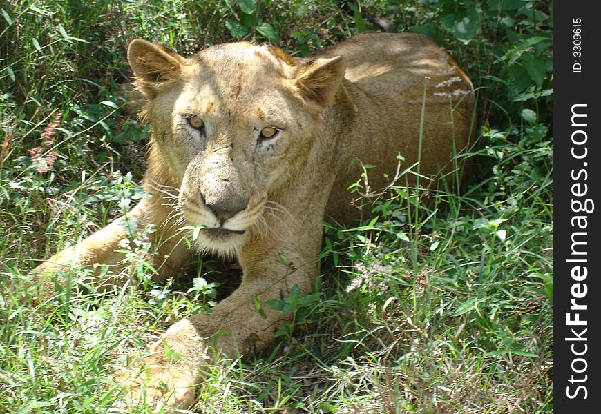 Lionesss taking rest after meal