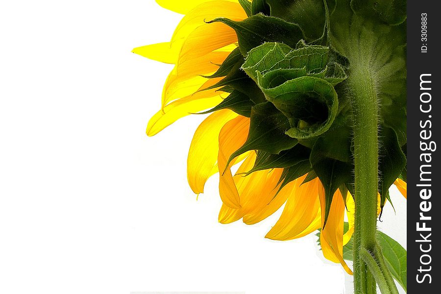 A view of a flowering sunflower's back. white background. A view of a flowering sunflower's back. white background