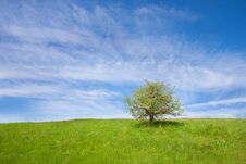 A Lonely Tree Royalty Free Stock Photos A Lonely Tree Royalty Free Stock Photos