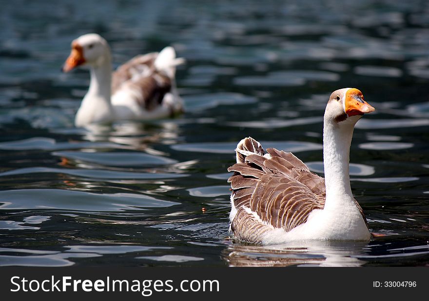 Duck with brown plumage and brown beak