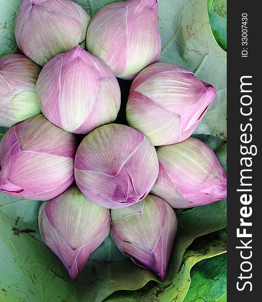 Lotus flower,use to worship the Buddha image on holy days and religious holidays in thailand