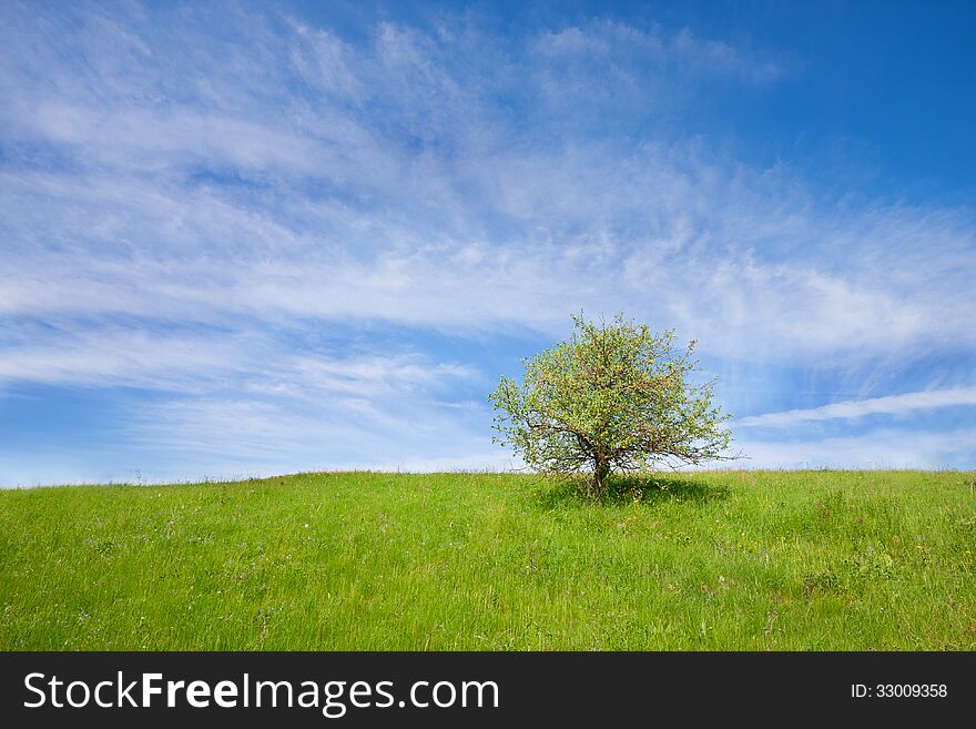 A lonely little tree on a grassy meadow. A lonely little tree on a grassy meadow