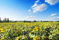 Field Of Sunflowers Royalty Free Stock Photography Field Of Sunflowers Royalty Free Stock Photography