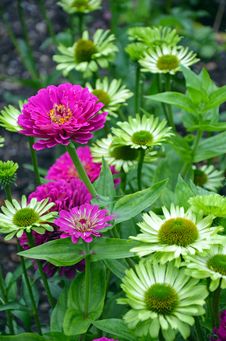 Beautiful Pink Zinnia Flowers Stock Photos Beautiful Pink Zinnia Flowers Stock Photos