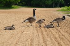 Family Of Geese At The Beach Royalty Free Stock Photos Family Of Geese At The Beach Royalty Free Stock Photos