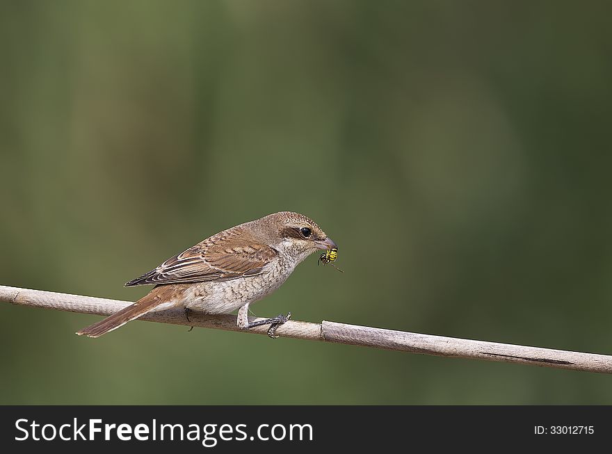 Red-backed Shrike With Her Prey Bee