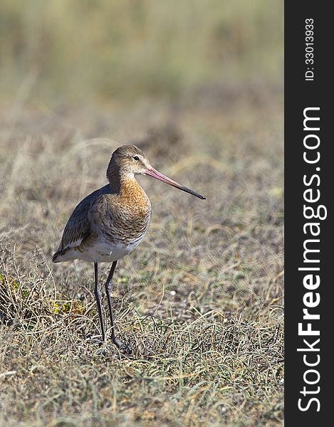 A single Black-tailed Godwit (limosa limosa) stood on a short grass meadow