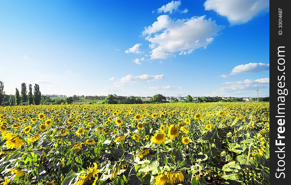 Field of colorful sunflowers on a background of cloudy sky. Field of colorful sunflowers on a background of cloudy sky