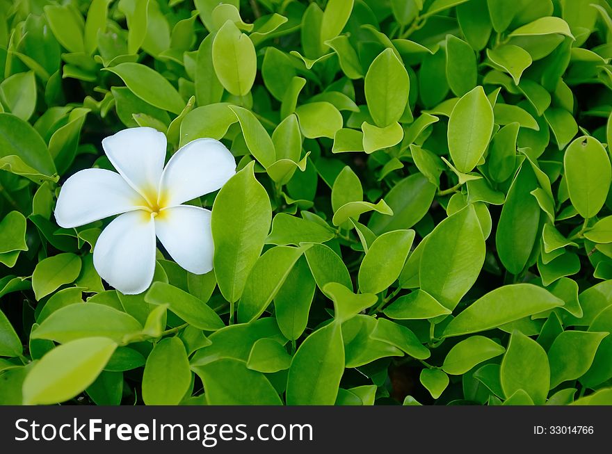 Plumeria flower or Lei Flower on wood texture