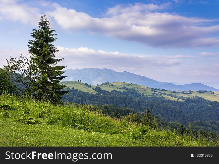 Fir tree on the edge of clearing in mountains