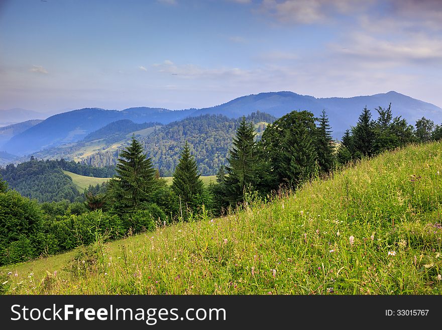 Glade With Coniferous Trees In Mountains