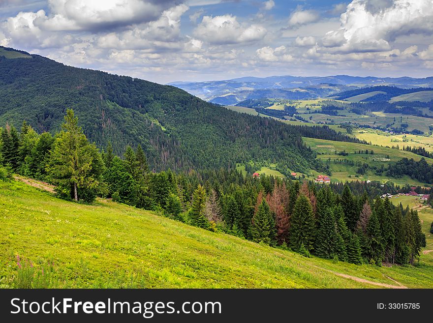 Coniferous forest on a steep mountain slope