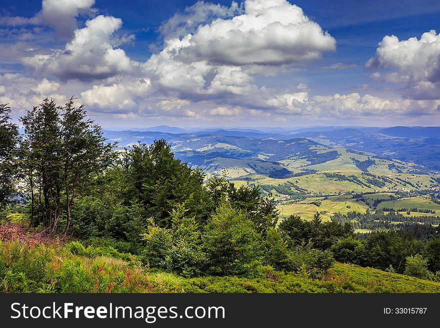 Coniferous forest on a mountain slope