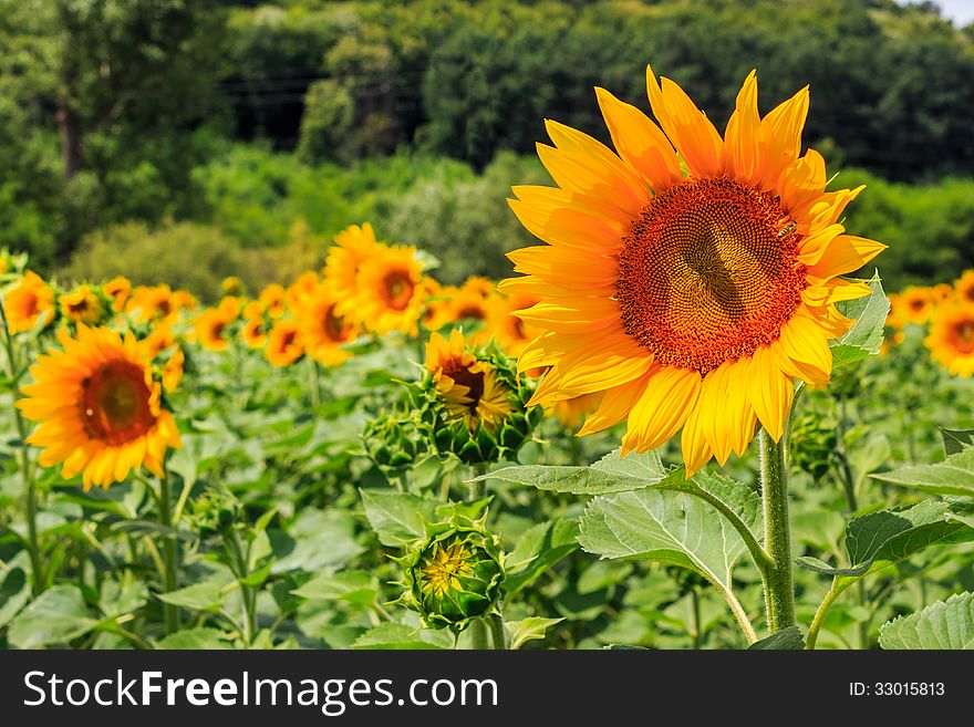 Young sunflower close-up of their own kind