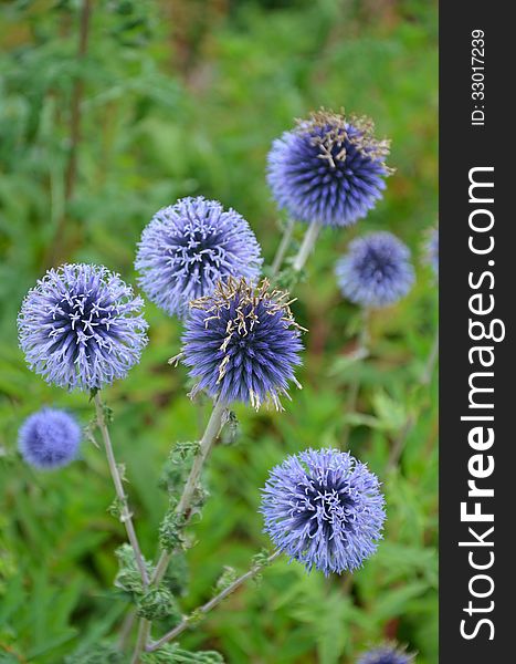 Purple globe thistle flowers in last stages of blooming