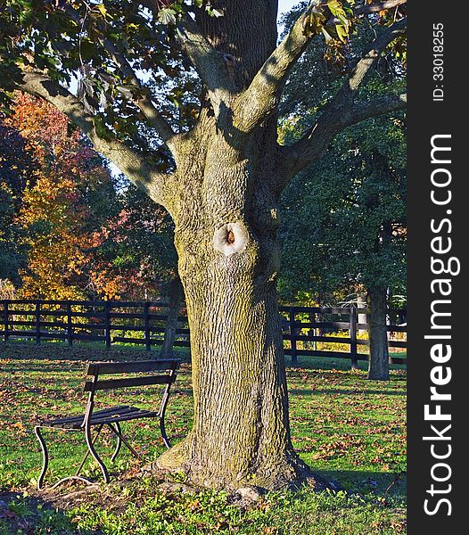 An old bench under a fall tree along a roadside in Central New Jersey. An old bench under a fall tree along a roadside in Central New Jersey.