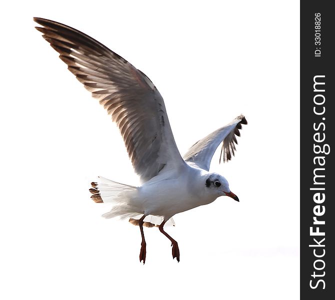 Flying seagull  isolated on white background