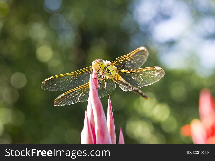 The dragonfly sits on a flower in beams of a bright sun