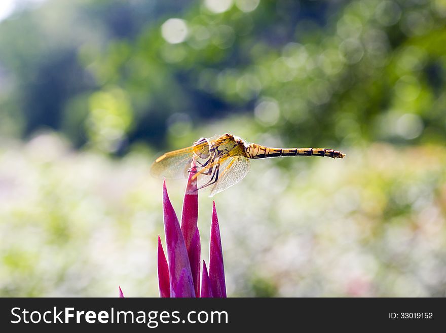 The dragonfly sits on a flower in the bright sunny day