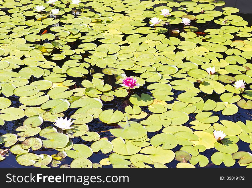 Water-lilies in a pond in the bright sunny day. Water-lilies in a pond in the bright sunny day