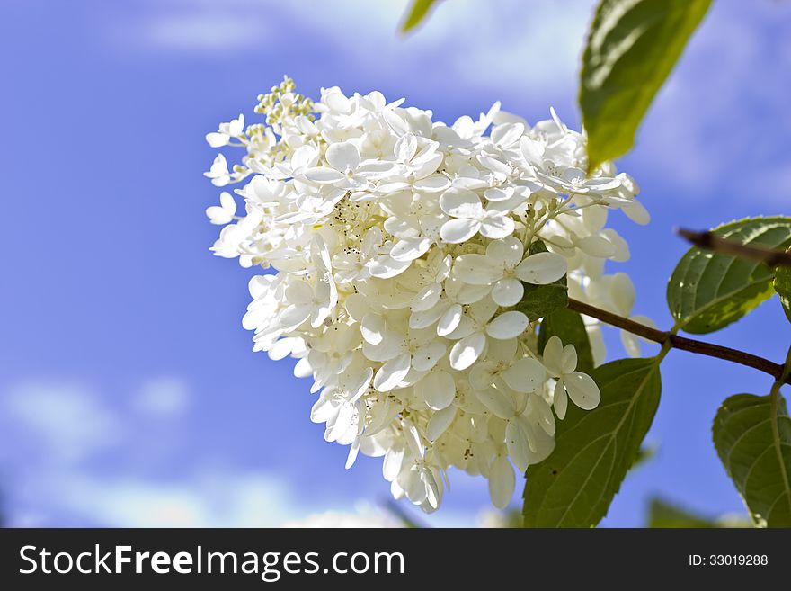 White flowers against the bright blue sky in sun beams