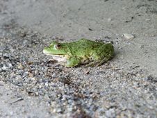 Frog Closeup Royalty Free Stock Photography
