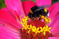 Bumblebee Royalty Free Stock Photo