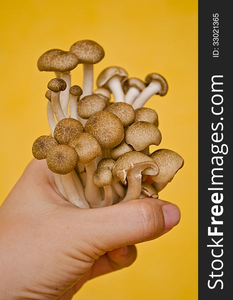 Brown Beech mushroom on hand with yellow background