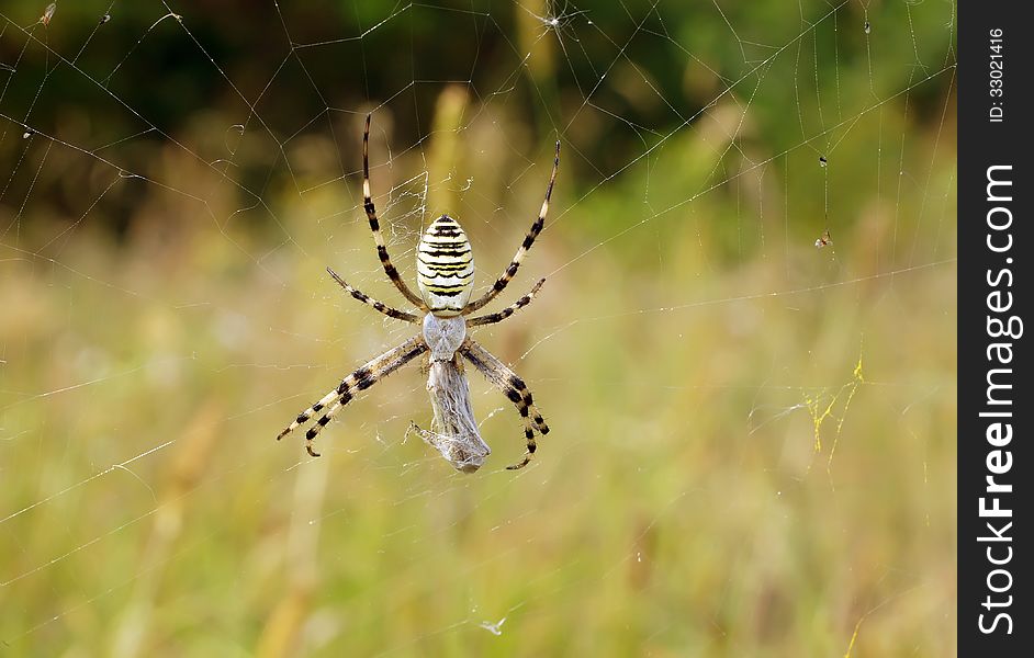 The spider caught a grasshopper