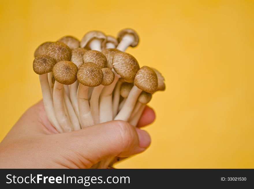 Brown Beech mushroom on hand