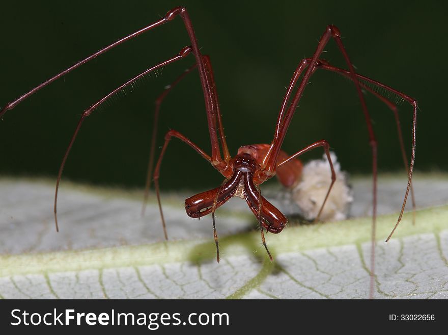 Close-up of a Long-jawed spider or Tetragnatha sp. guarding its egg sac. It is walking over a web framework above the surface of the leaf.