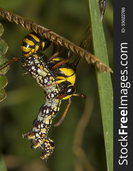 Macro/close-up of a Yellow Potter Wasp or Delta campaniforme, anaesthetising a caterpillar. This will be food for the next generation.