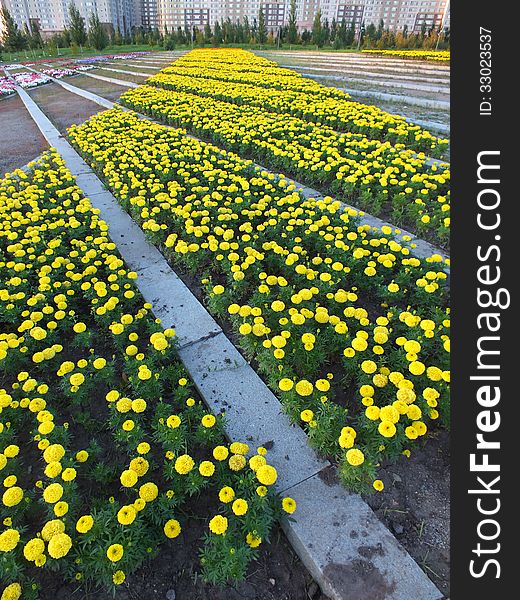 A Flowerbed Of Marigolds