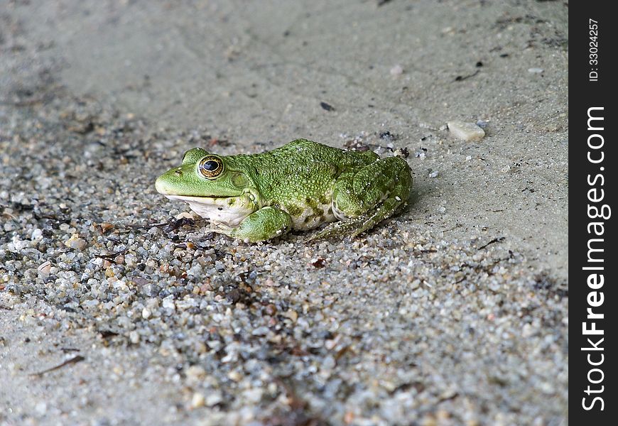 frog on a sandy river bank. frog on a sandy river bank