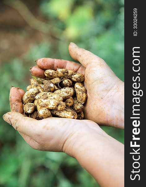 Fresh peanuts out of the soil in hand. Fresh peanuts out of the soil in hand