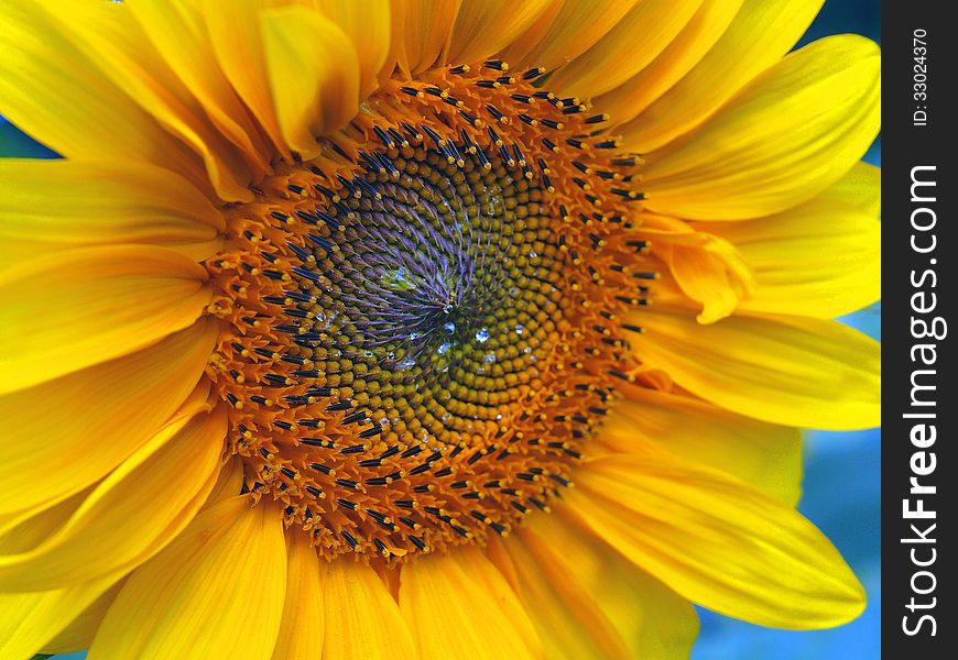 Part of one flourishing sunflower isolated. Part of one flourishing sunflower isolated