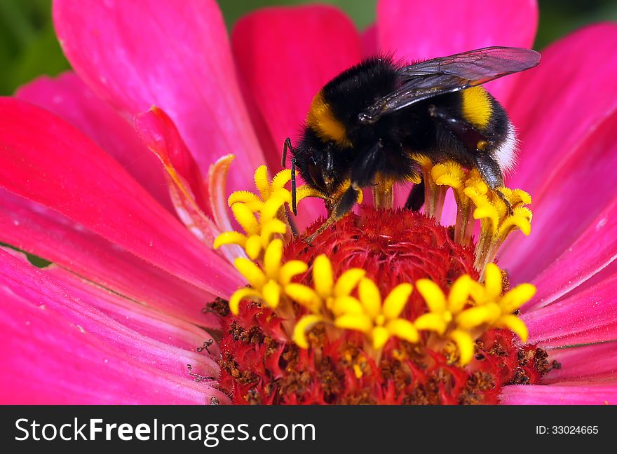 The bumblebee sits on a red flower