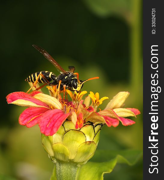 The wasp sits on a red flower