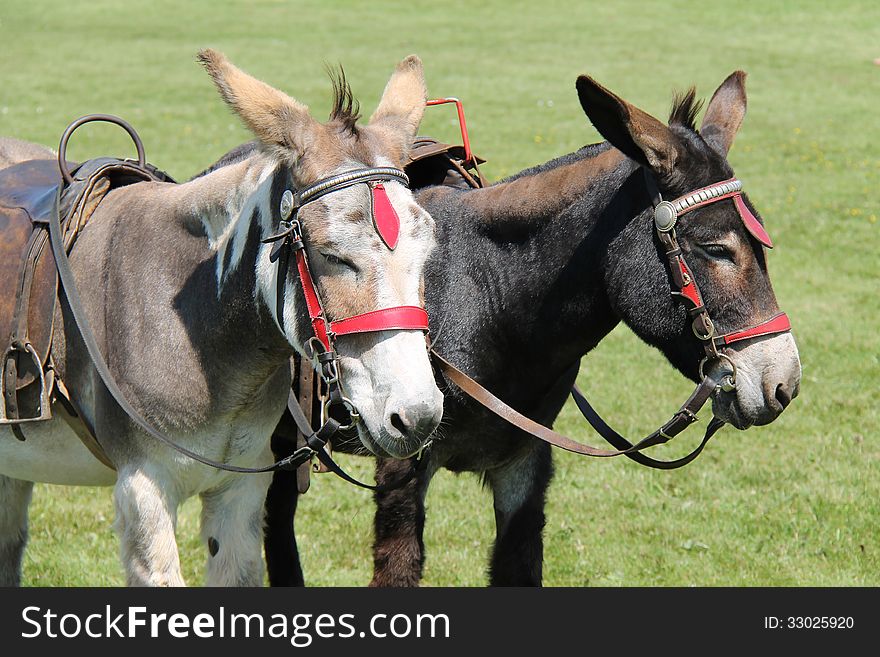 Two Donkeys Waiting to Take Children on a Ride. Two Donkeys Waiting to Take Children on a Ride.