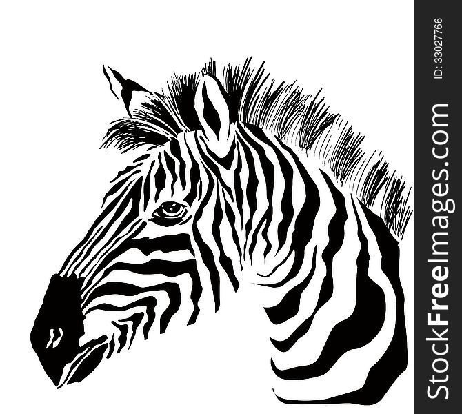 Portrait Of Zebra On The White Background