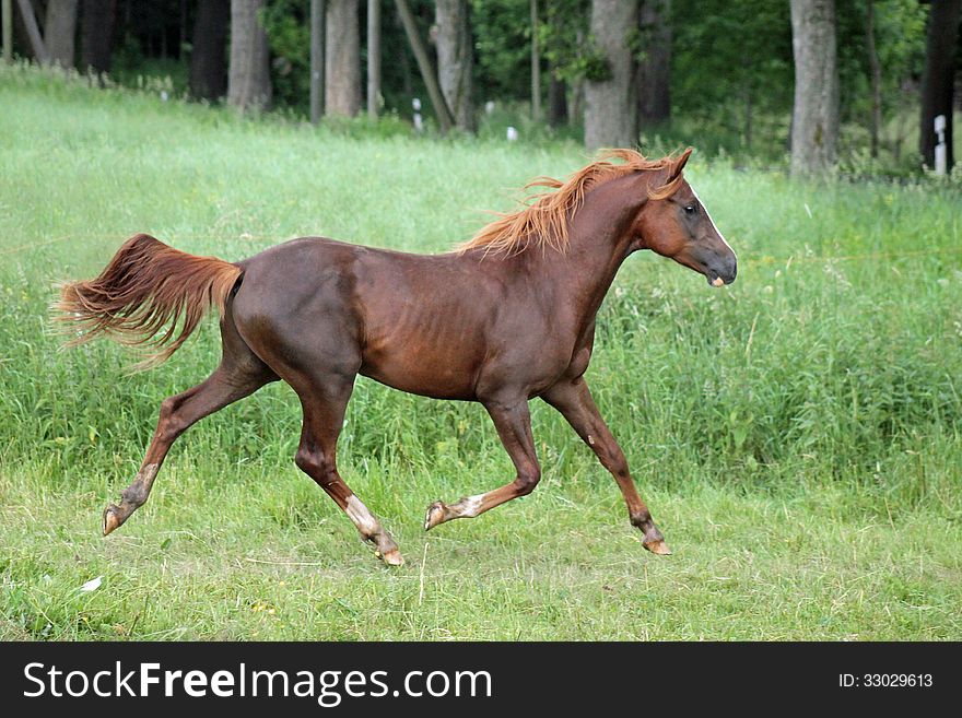 A beautiful stallion runs through a meadow in summer. A beautiful stallion runs through a meadow in summer